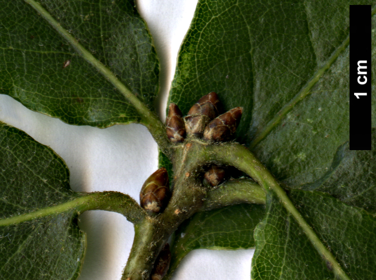 High resolution image: Family: Fagaceae - Genus: Quercus - Taxon: glabrescens × Q.robur